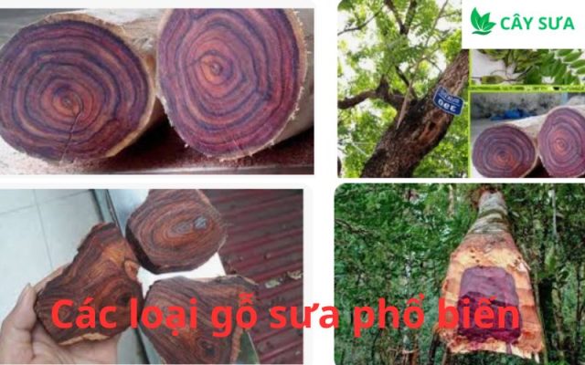 Các loại gỗ sưa phổ biến
