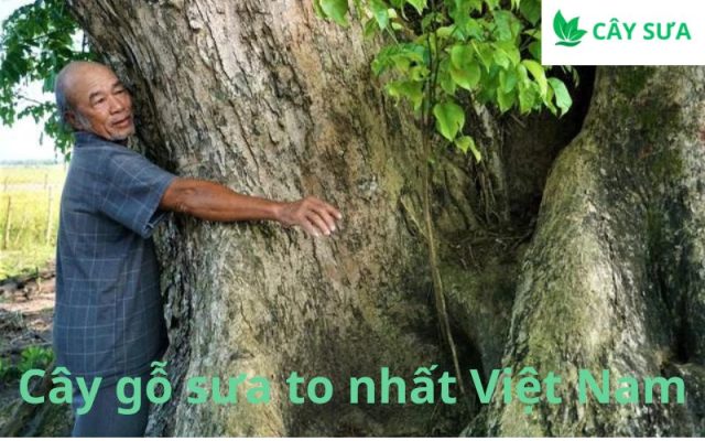 Cây gỗ sưa to nhất Việt Nam