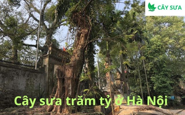 cây sưa trăm tỷ ở Hà Nội