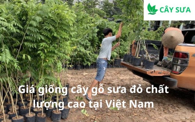 Giá giống cây gỗ sưa đỏ chất lượng cao tại Việt Nam